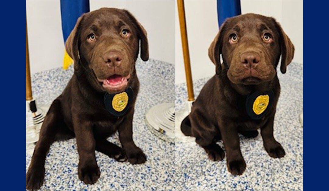 Meet Jamie – MMPD New Member